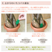 日本製 - Earth Chemical 誘捕式 驅虫葉 一盒4入
