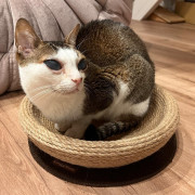 日本直送 - Cattyman 麻繩貓抓圓床